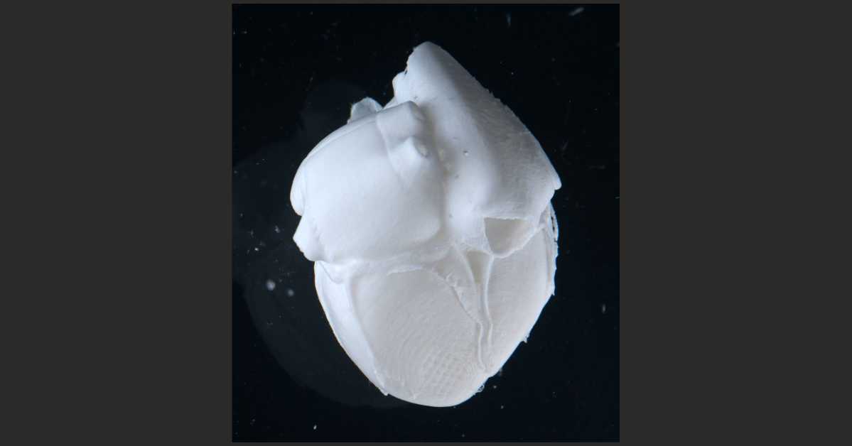 Researchers at Carnegie Mellon University solve hard problem of 3D bio-printing soft tissue